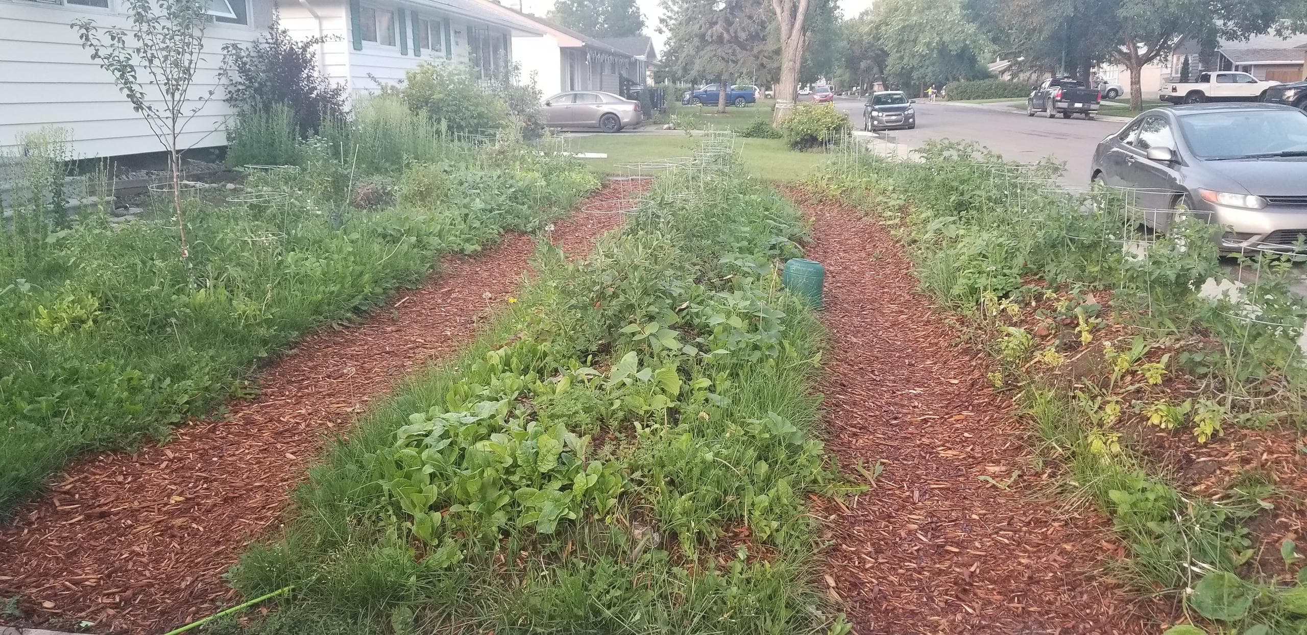 Photo of lettuce coated garden beds.