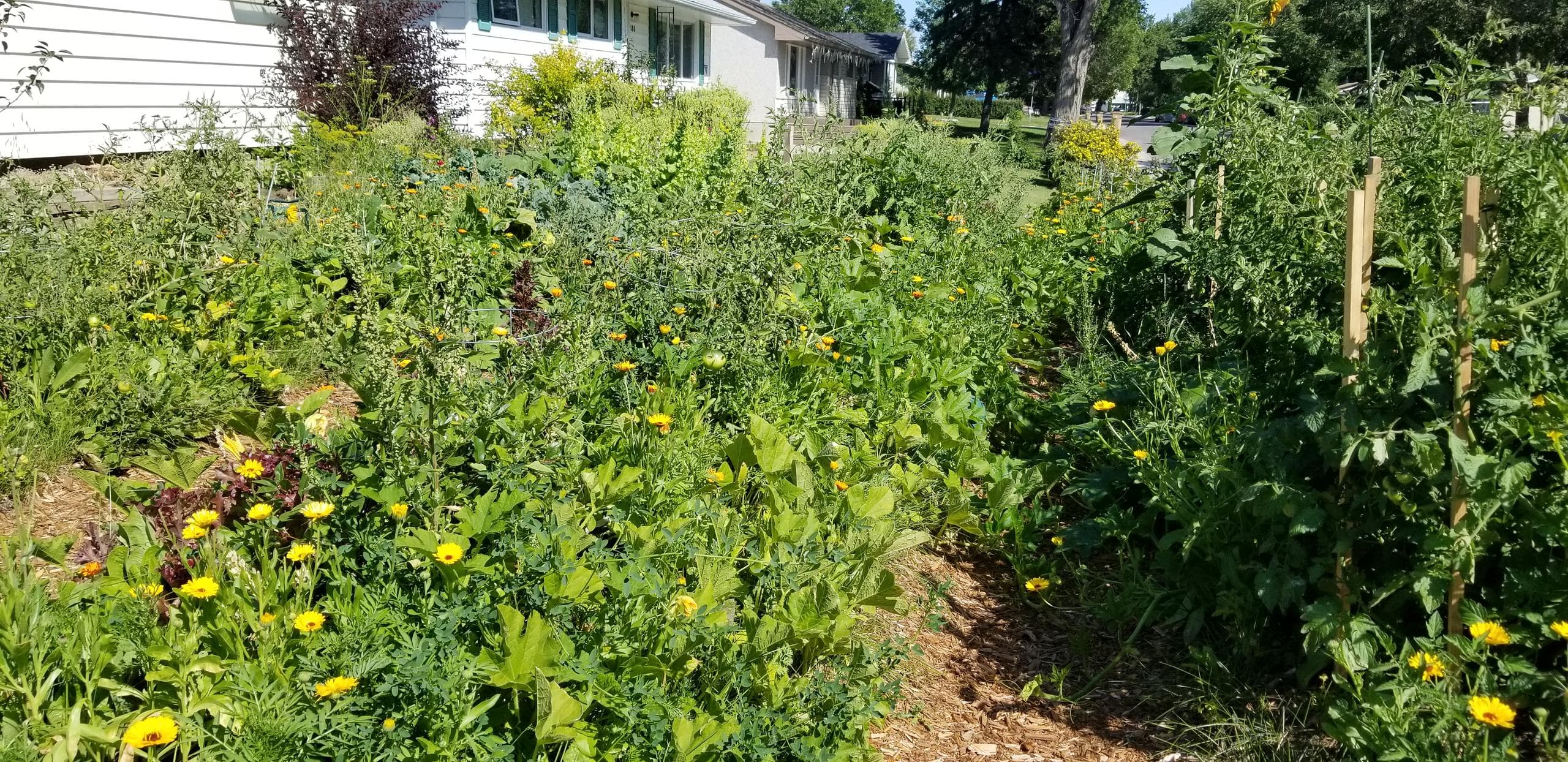 Photo of my overgrown garden.