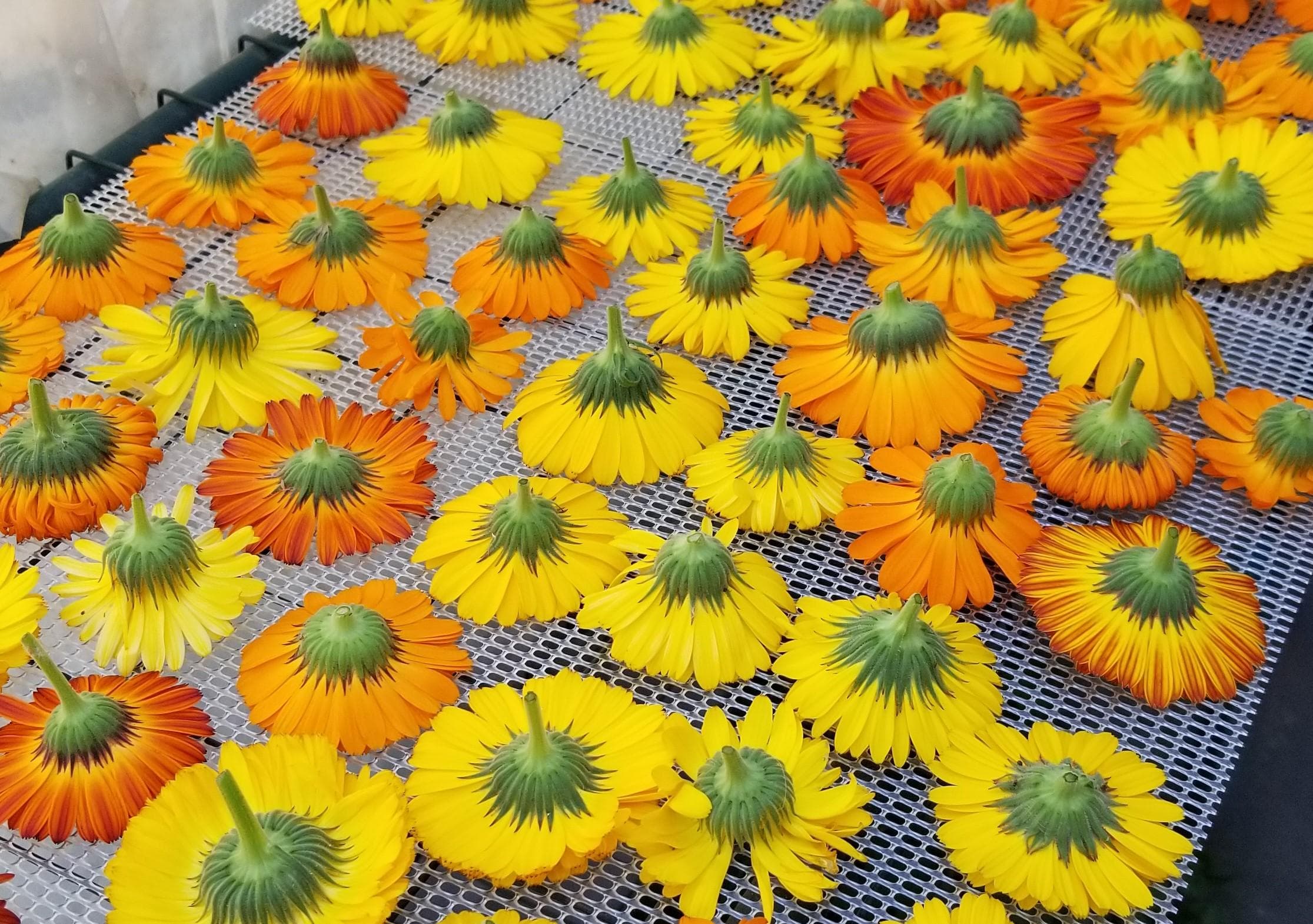 Photo of calendula flowers drying